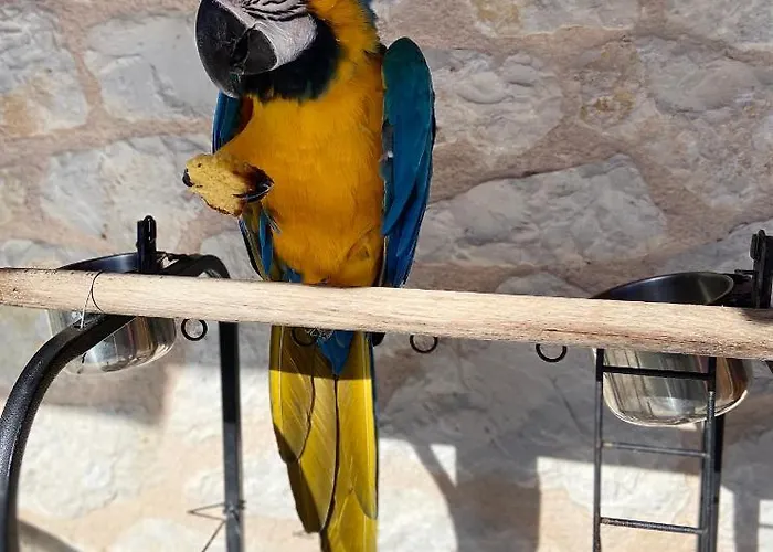 Jimmy's Lefkada, Katochori